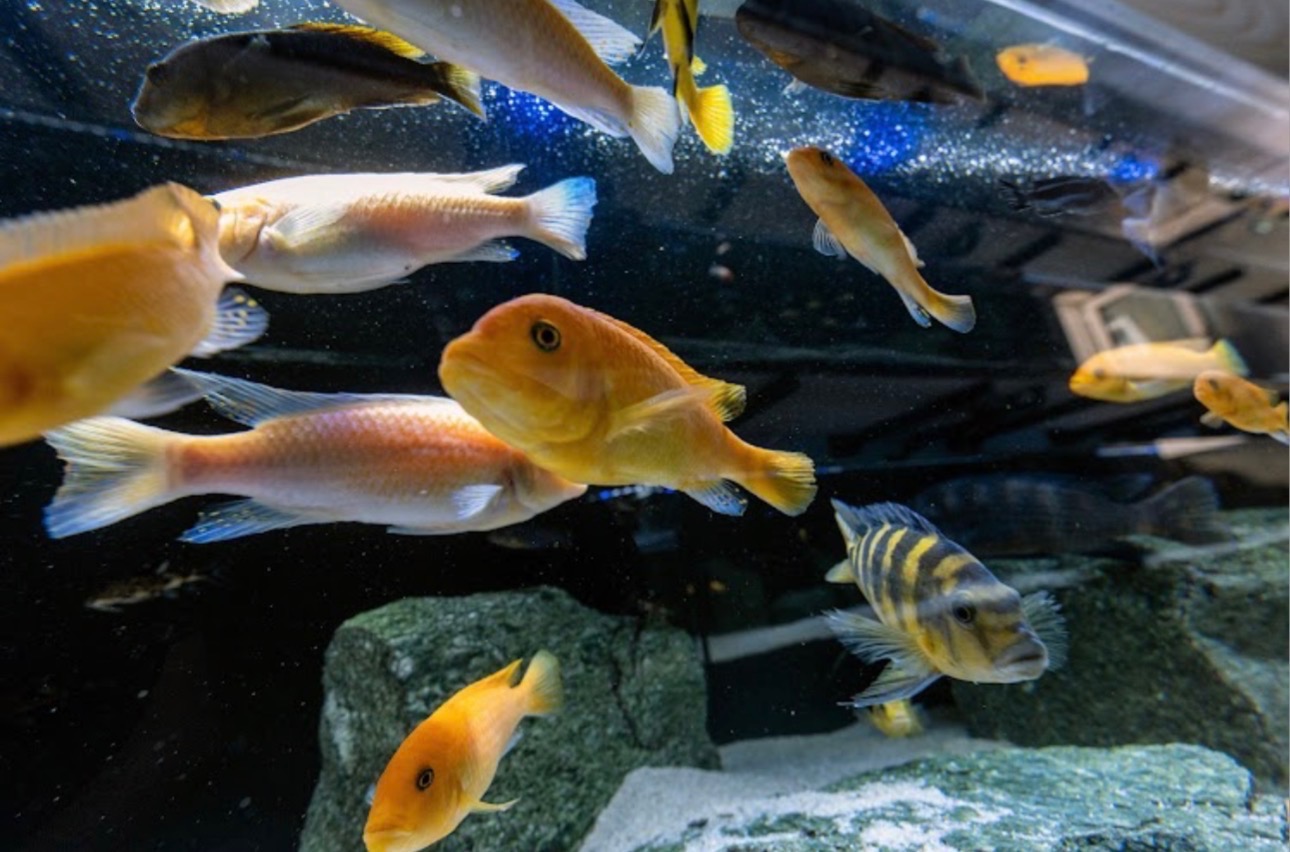 Rich Ecosystems