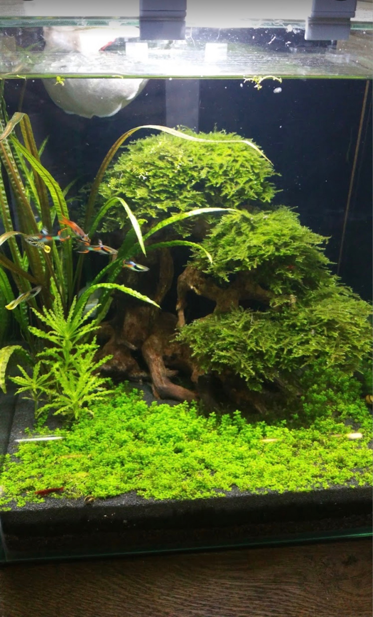 Reef Ecosystem