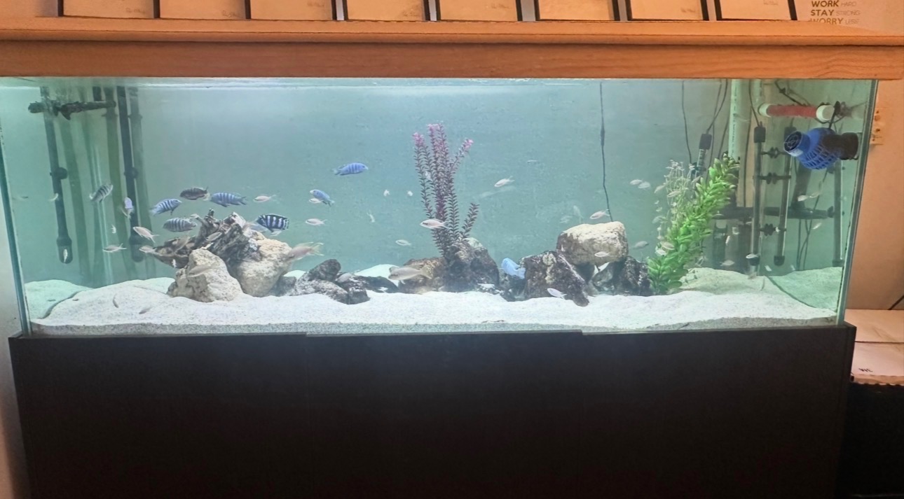 Coral Garden